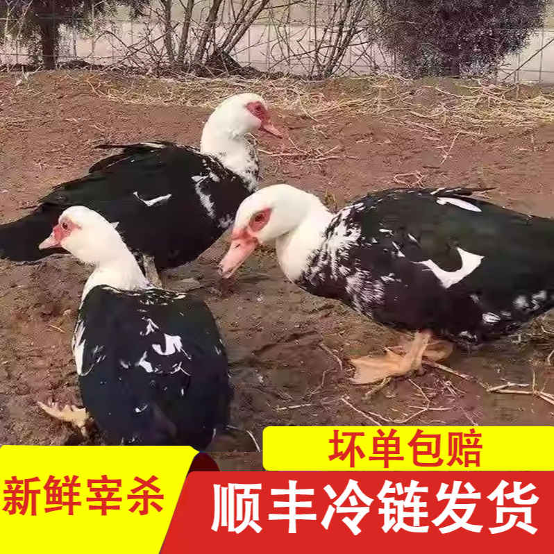 2只番鸭 农家放养番鸭 土番鸭新鲜宰杀冷冻发货 杀好净重共10斤