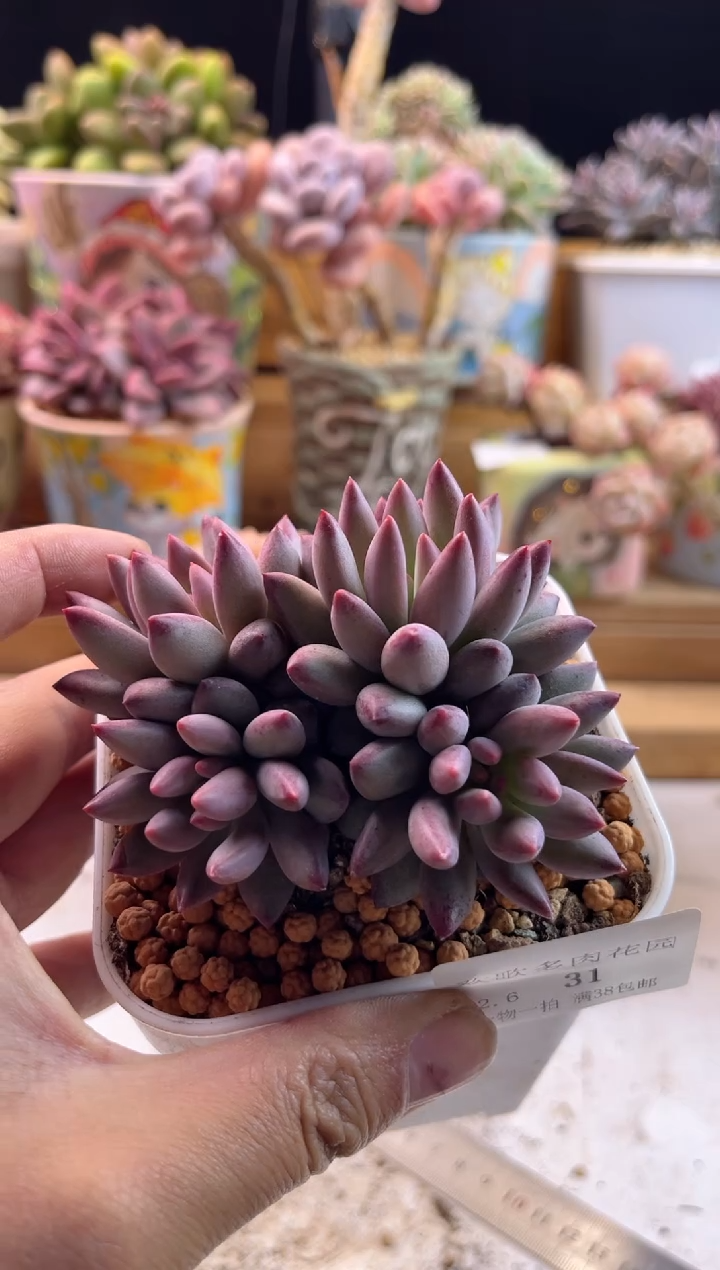 【闪购商品】2.6-31虞美人