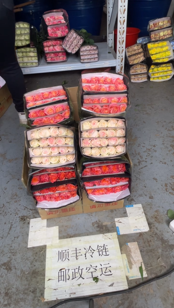 朱小姐20枝+火灵鸟20枝+小白兔20枝