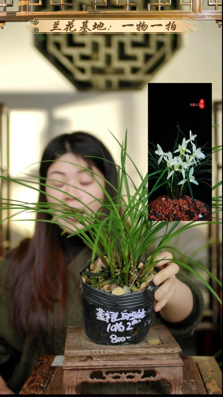 完全开放春剑大富贵6苗4花苞