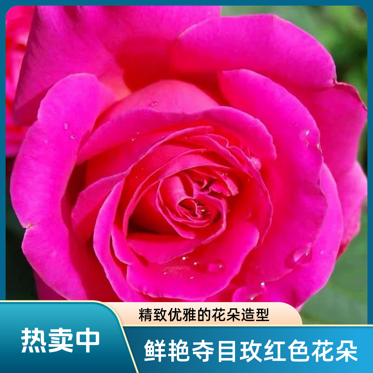 粉和平大花月季庭院地栽切花玫瑰阳台盆栽馥郁香气耐寒耐旱抗病