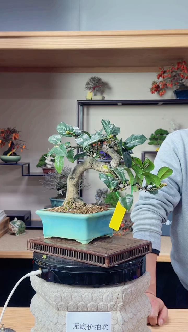 无花朵圣*士20251220无底价茶梅