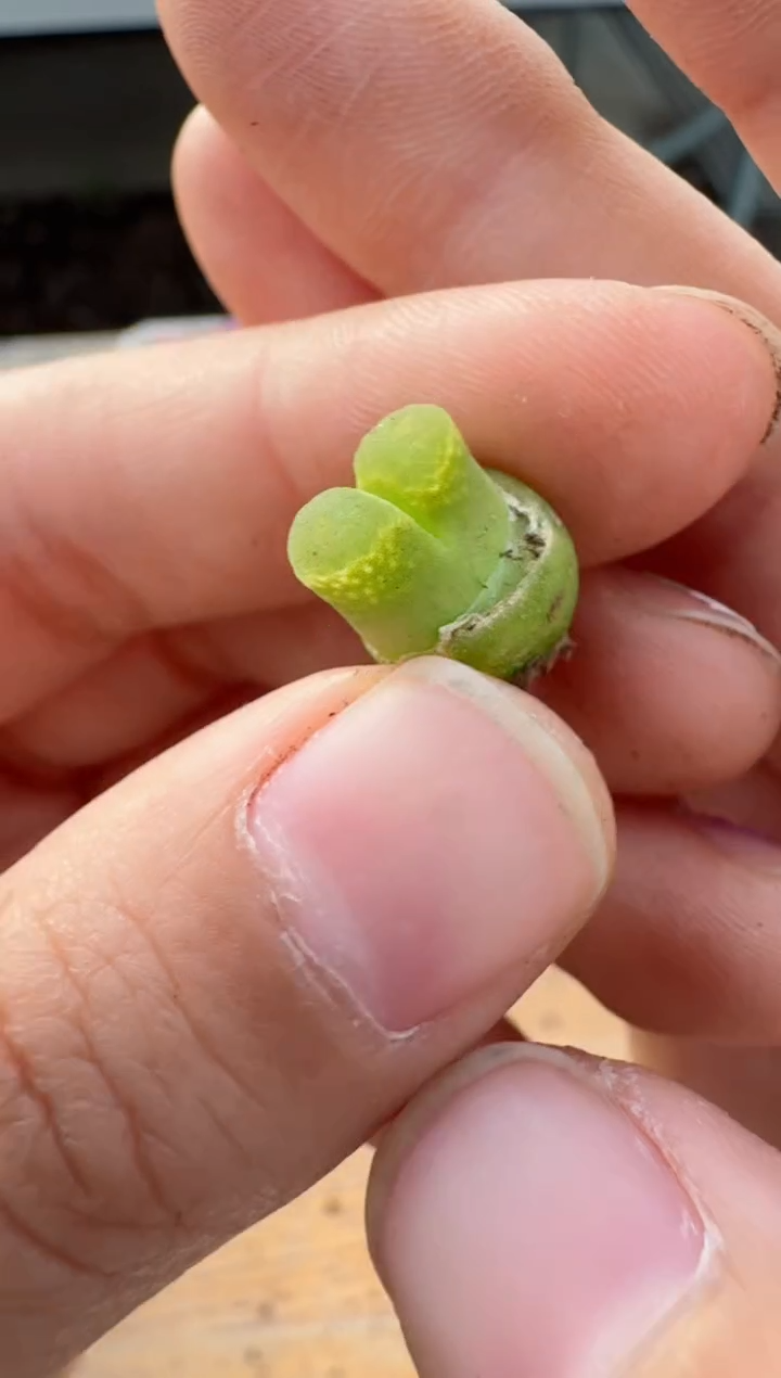 【闪购商品】17-91粉