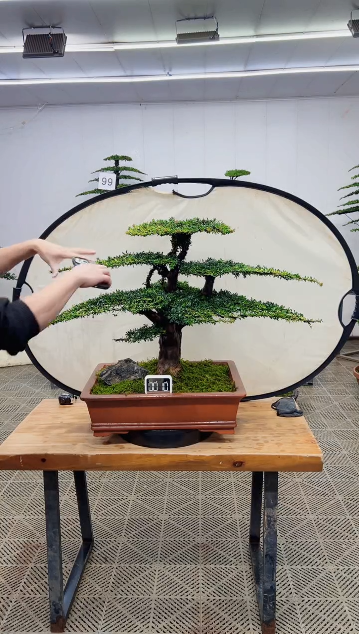 无花朵造型盆景一物一拍