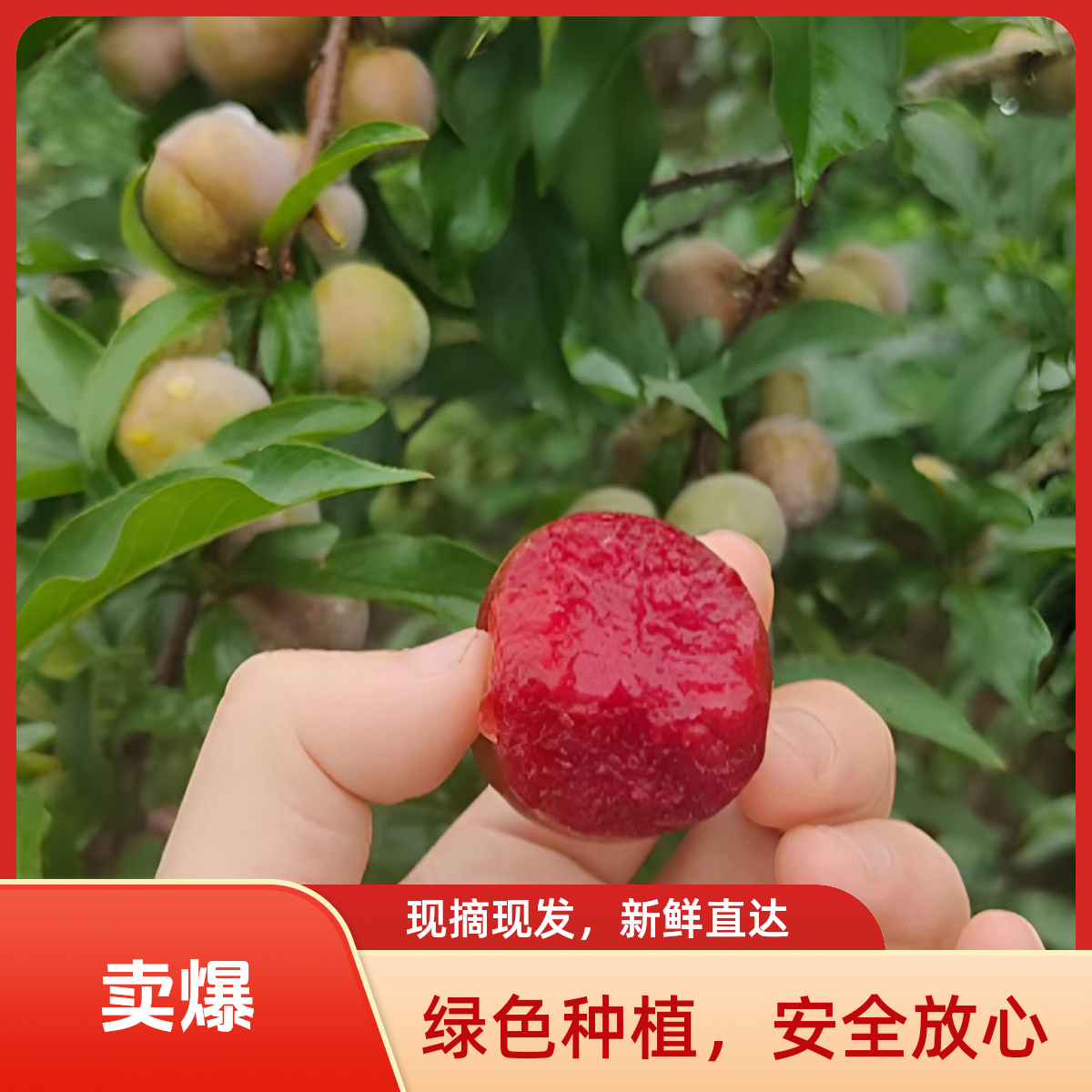 福建红心李六月黑酸爽可口物美价廉小时候的味道三华李