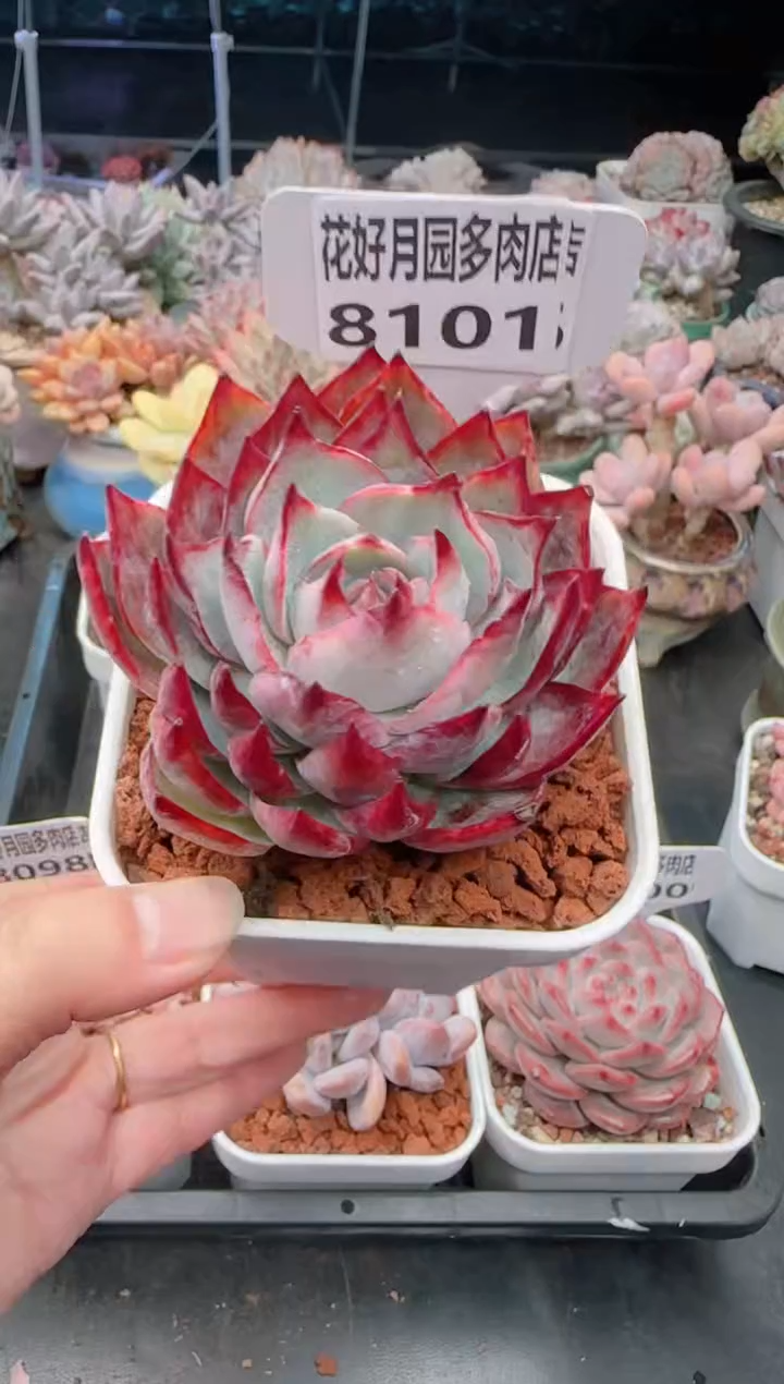 【闪购商品】8101.