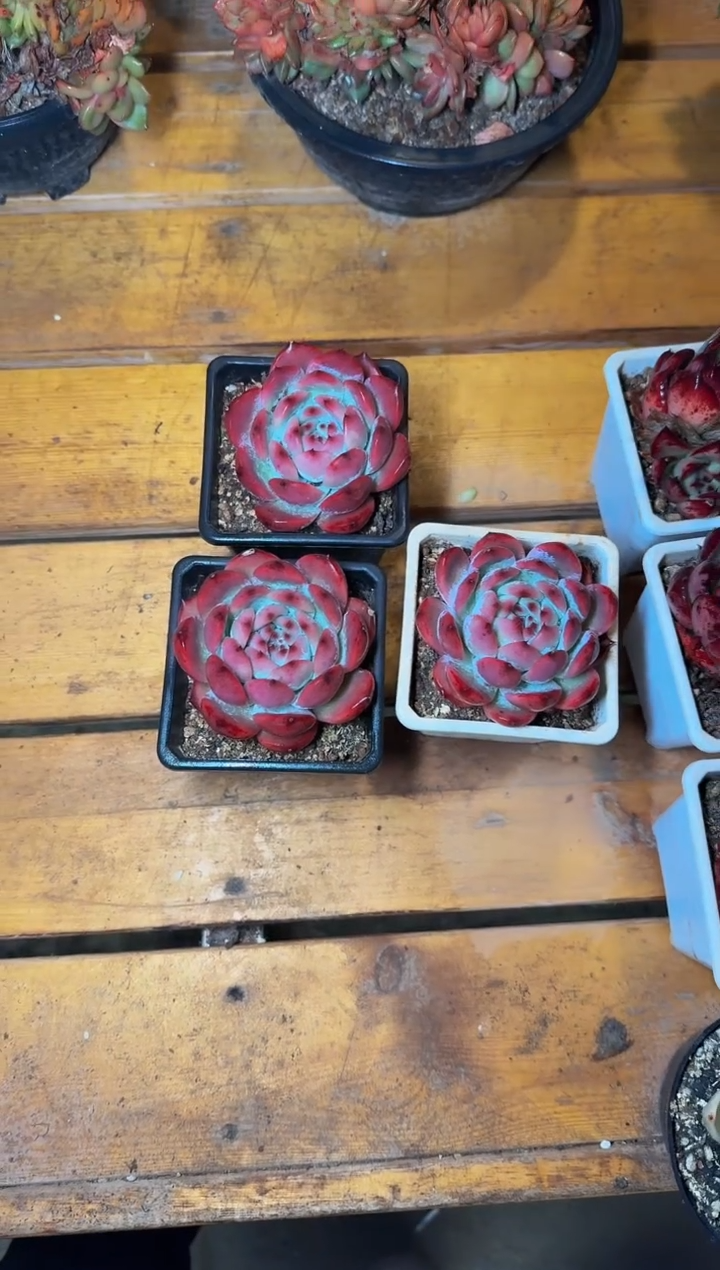  90#母本单头紫卡（5-9cm）脱土