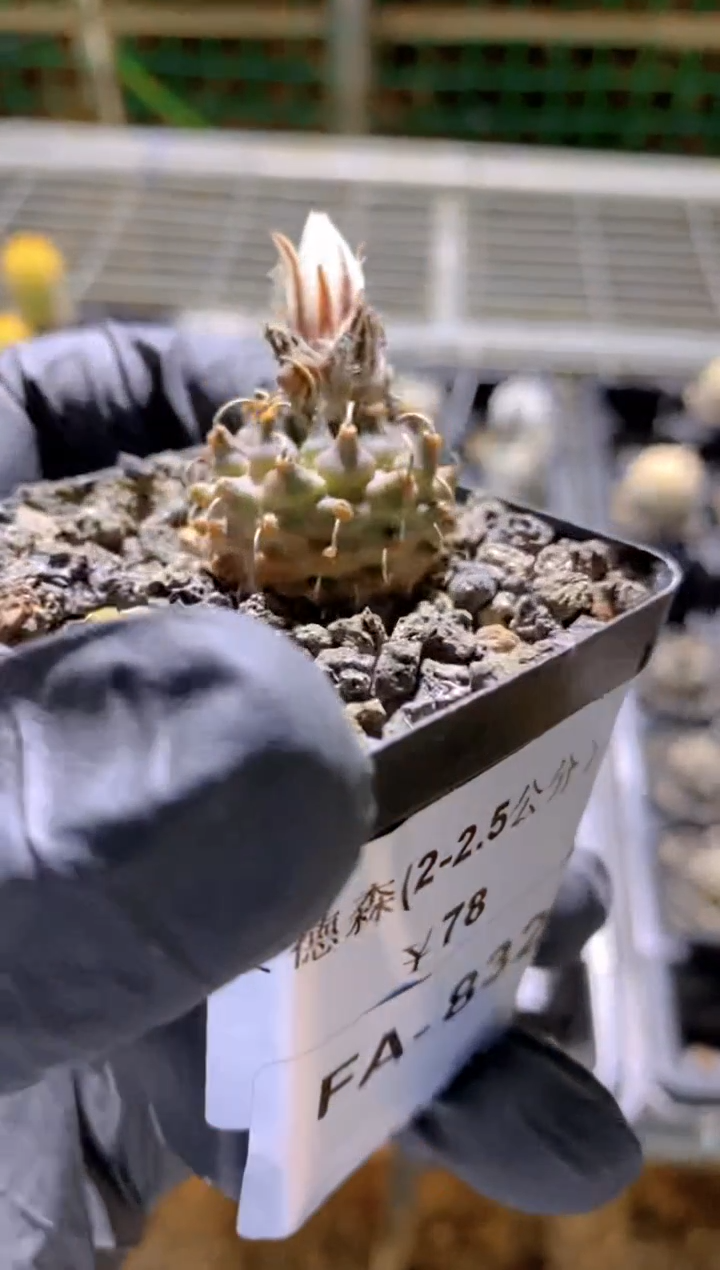 【闪购商品】安德森FA-8320