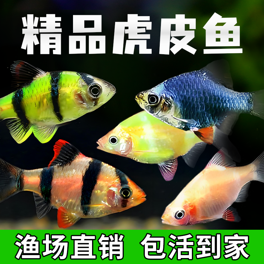 虎皮鱼新手好养耐活草缸群游鱼金虎小型观赏鱼