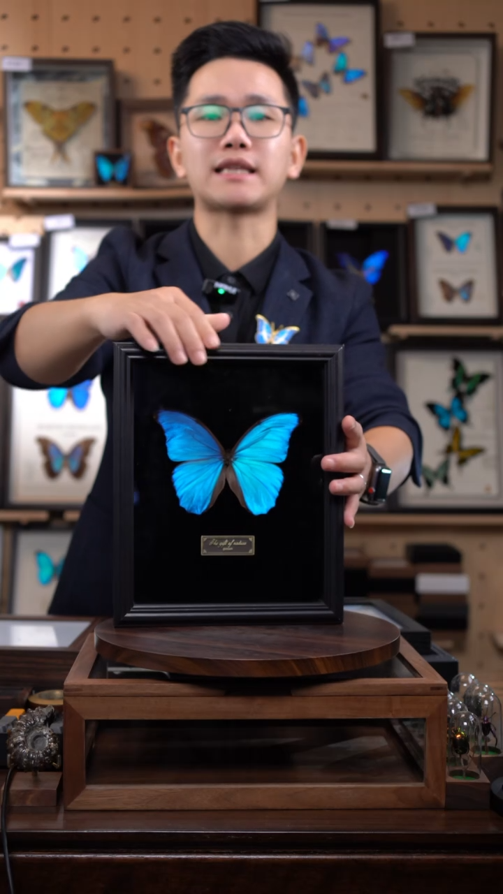 大蓝闪蝶黑绒底版10寸欧式框（带证书）