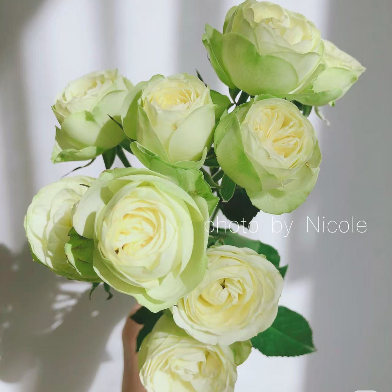 奶油龙沙宝石月季多季开花勤花多头丰花盆栽地栽抗病阳台盆栽花卉