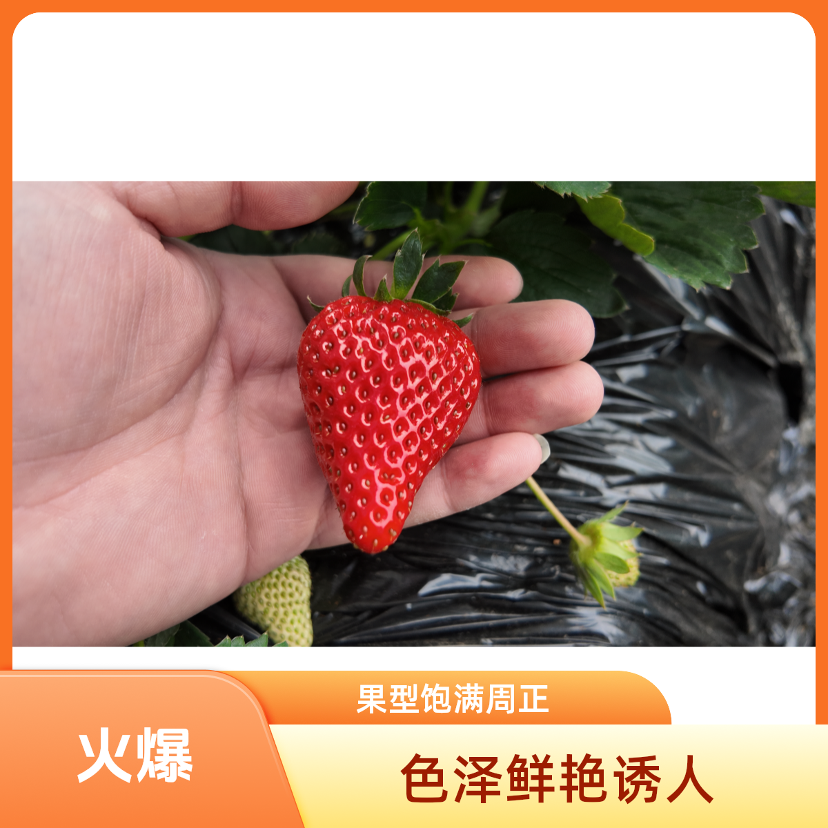丹东99牛奶草莓当天现摘新鲜应季酸甜可口顺丰包邮大果2斤