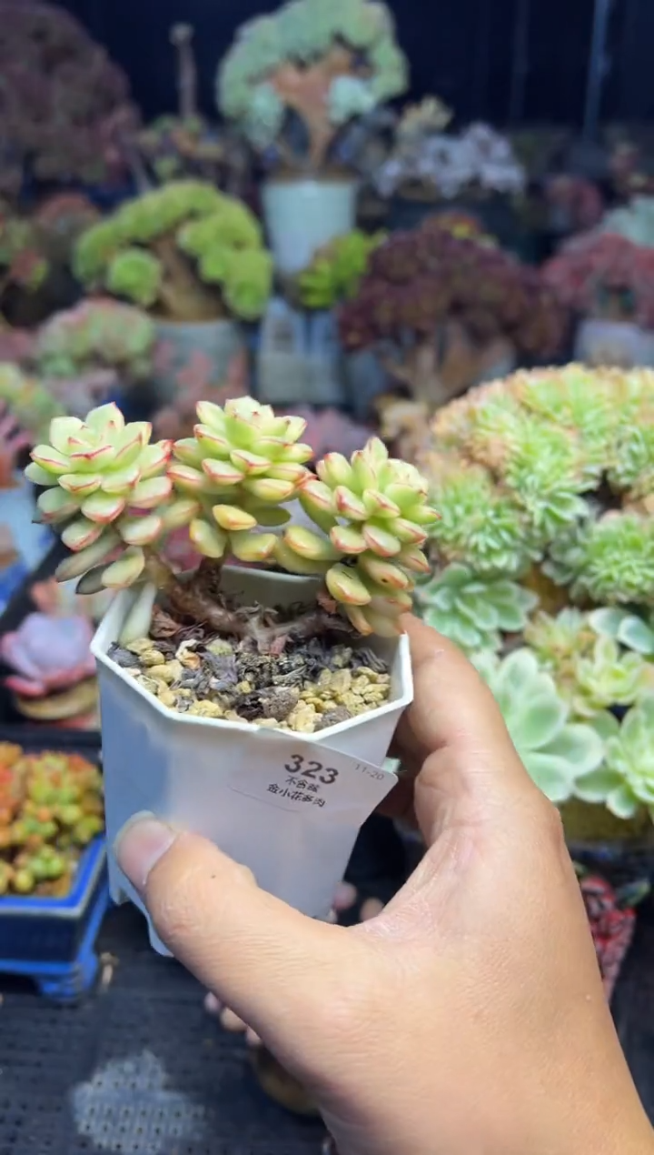 s****a323             不带盆