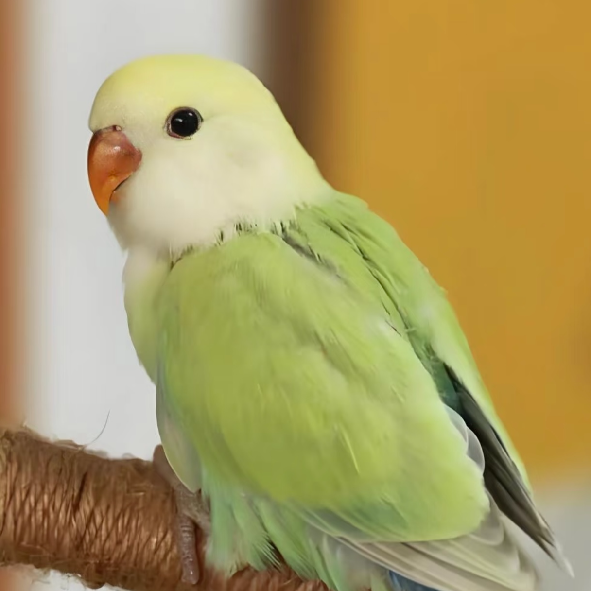 手养亲人鹦鹉活体宠物鹦鹉(私拍不发）
