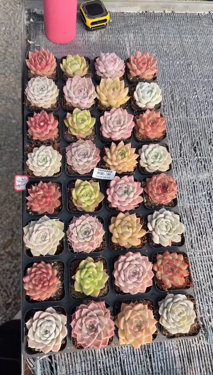 东云多肉园新款-185（其中一单）