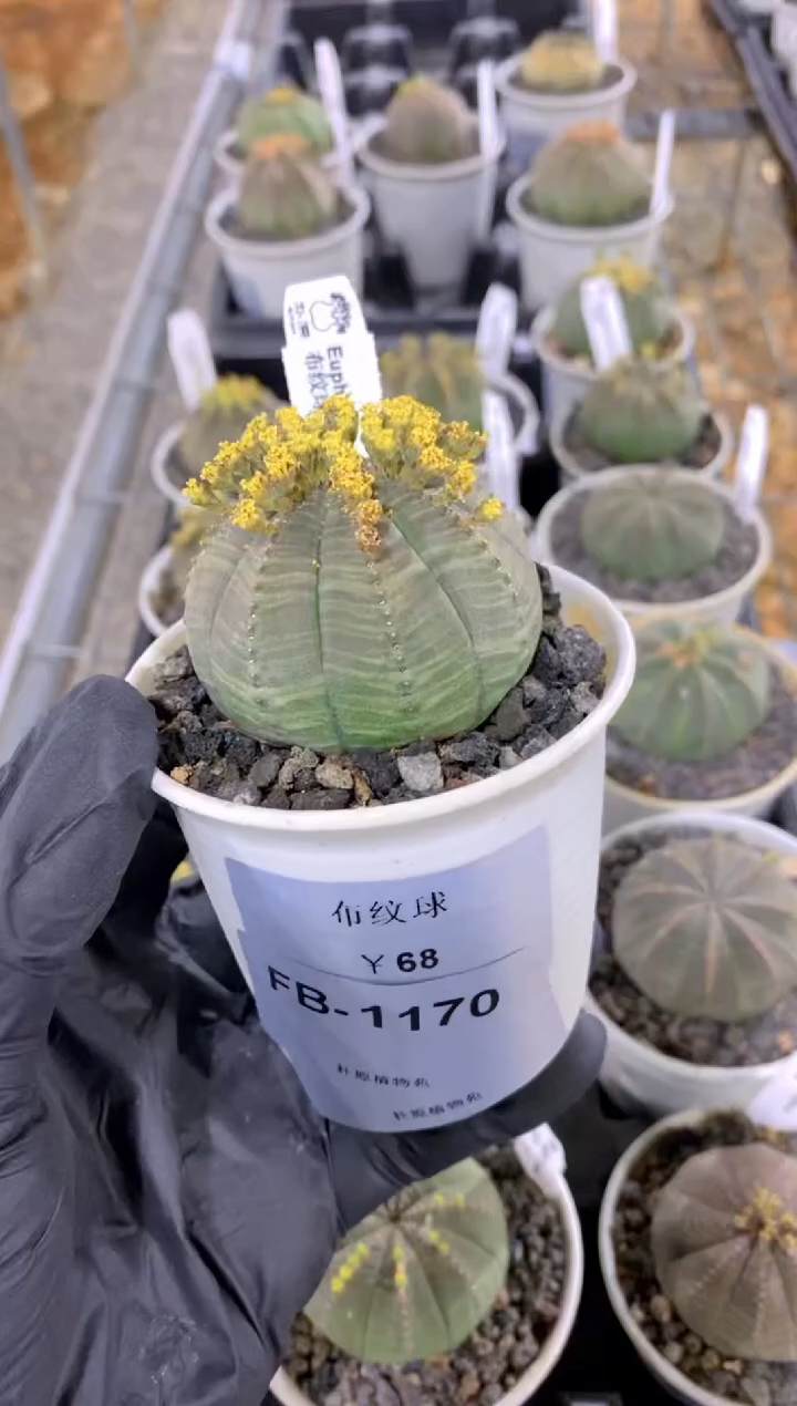 【闪购商品】布纹球FB-1170