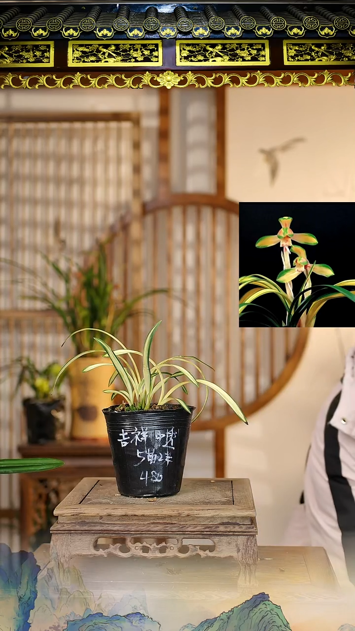 全部花苞吉祥中透原盆