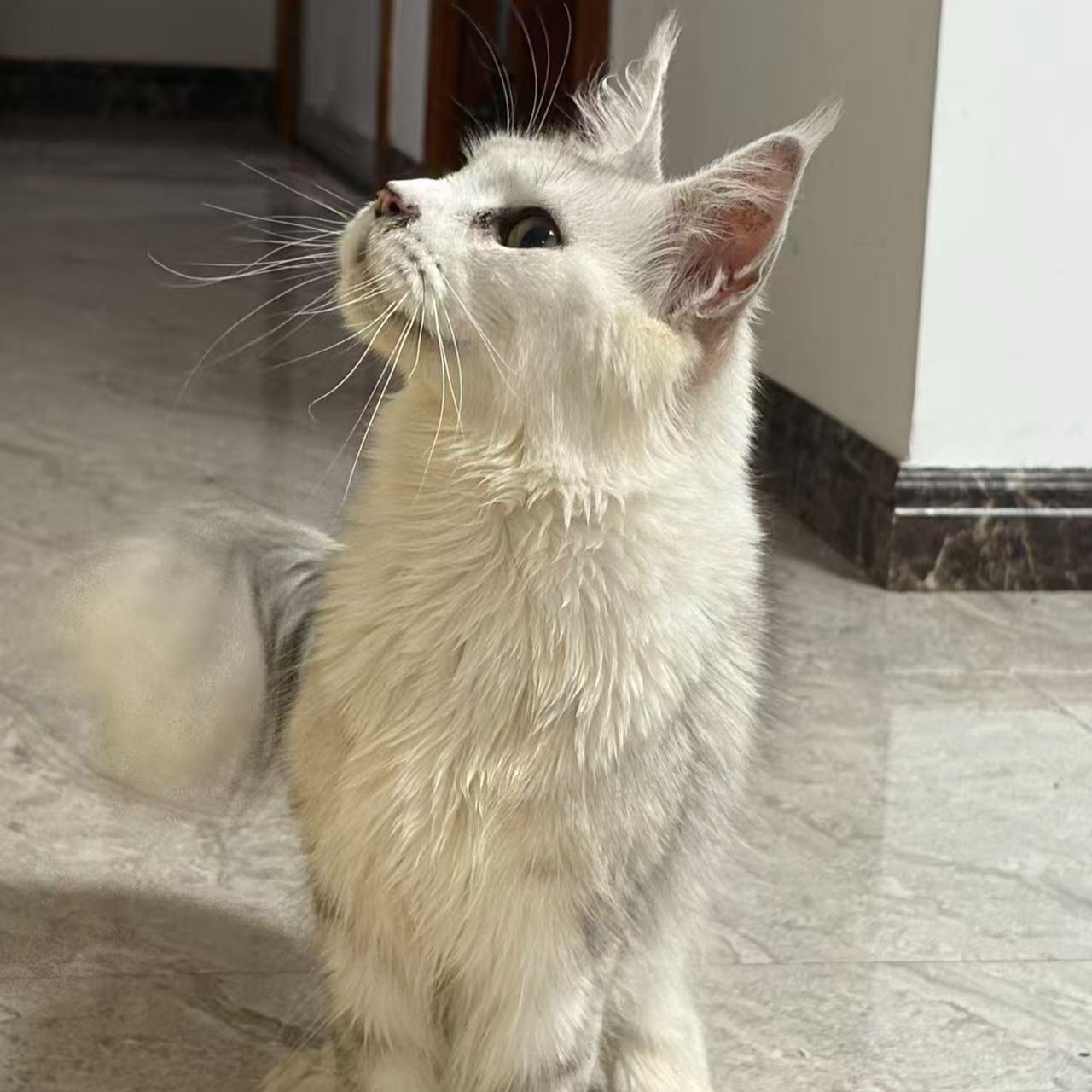 宠物缅因猫品种好看