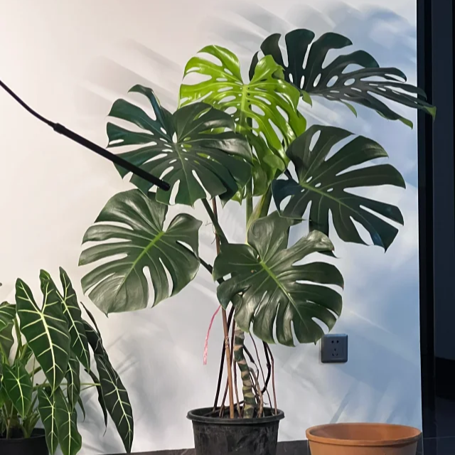 龟背竹客厅大盆栽老桩大叶室内客厅大型绿植开背提跟植物四季好养