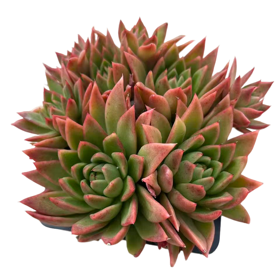 红蜡东云带盆土（传承多肉）多肉植物室内绿植净化空气