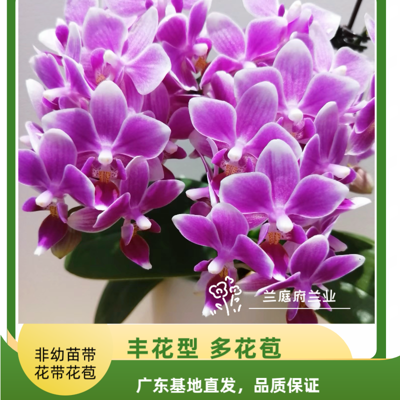 【香格里拉06】2.8寸杯老苗蝴蝶兰带花带花苞发货