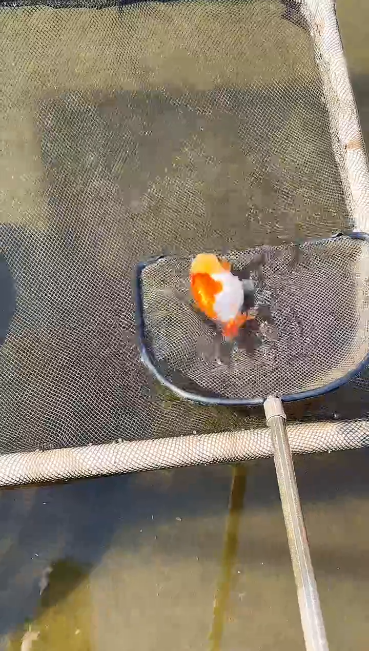 金鱼Y***g水娃娃渔场观赏鱼兰寿金鱼 不包邮
