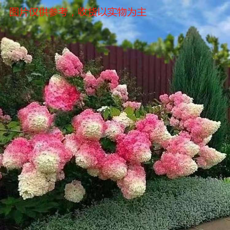 五加仑香草草莓圆锥木绣球耐热耐寒适合新人种植（昼夜温差自然）