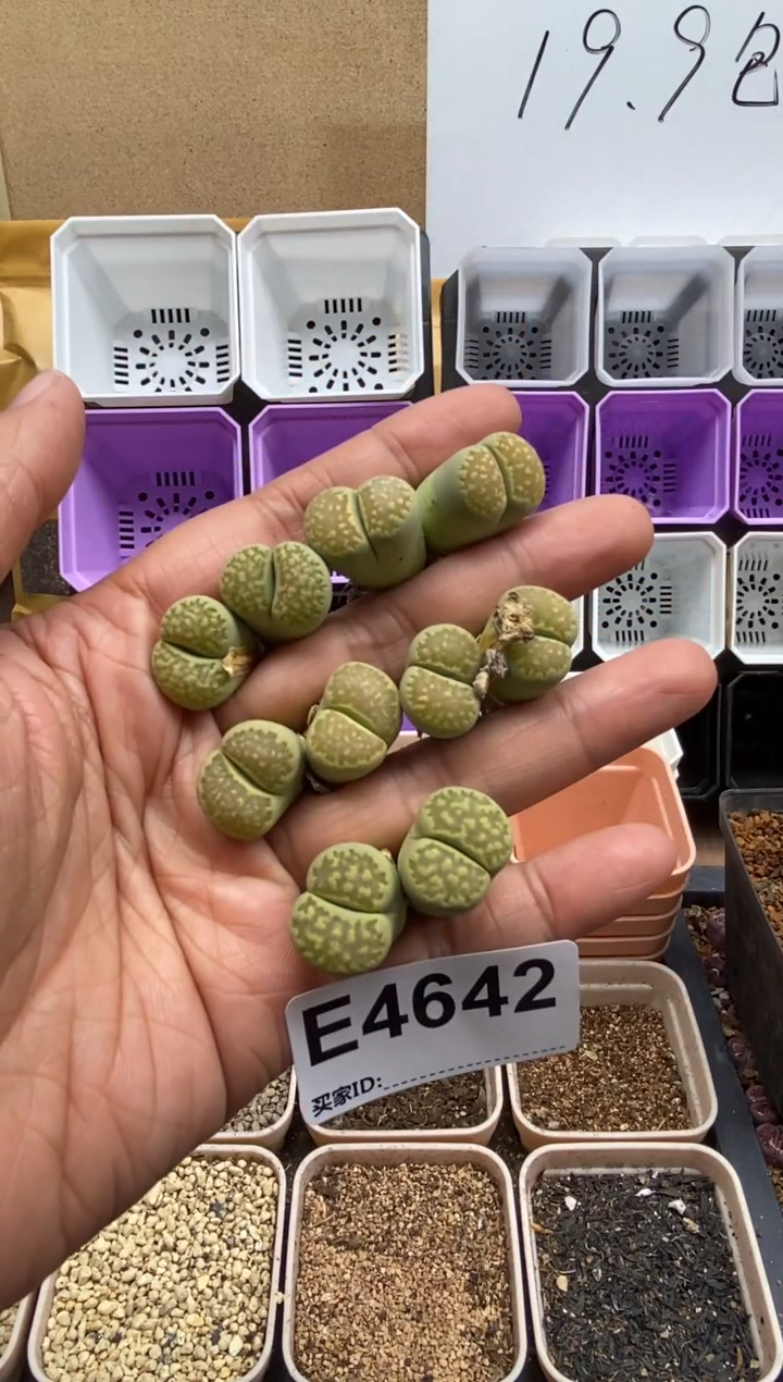 4642开播福利一物一拍