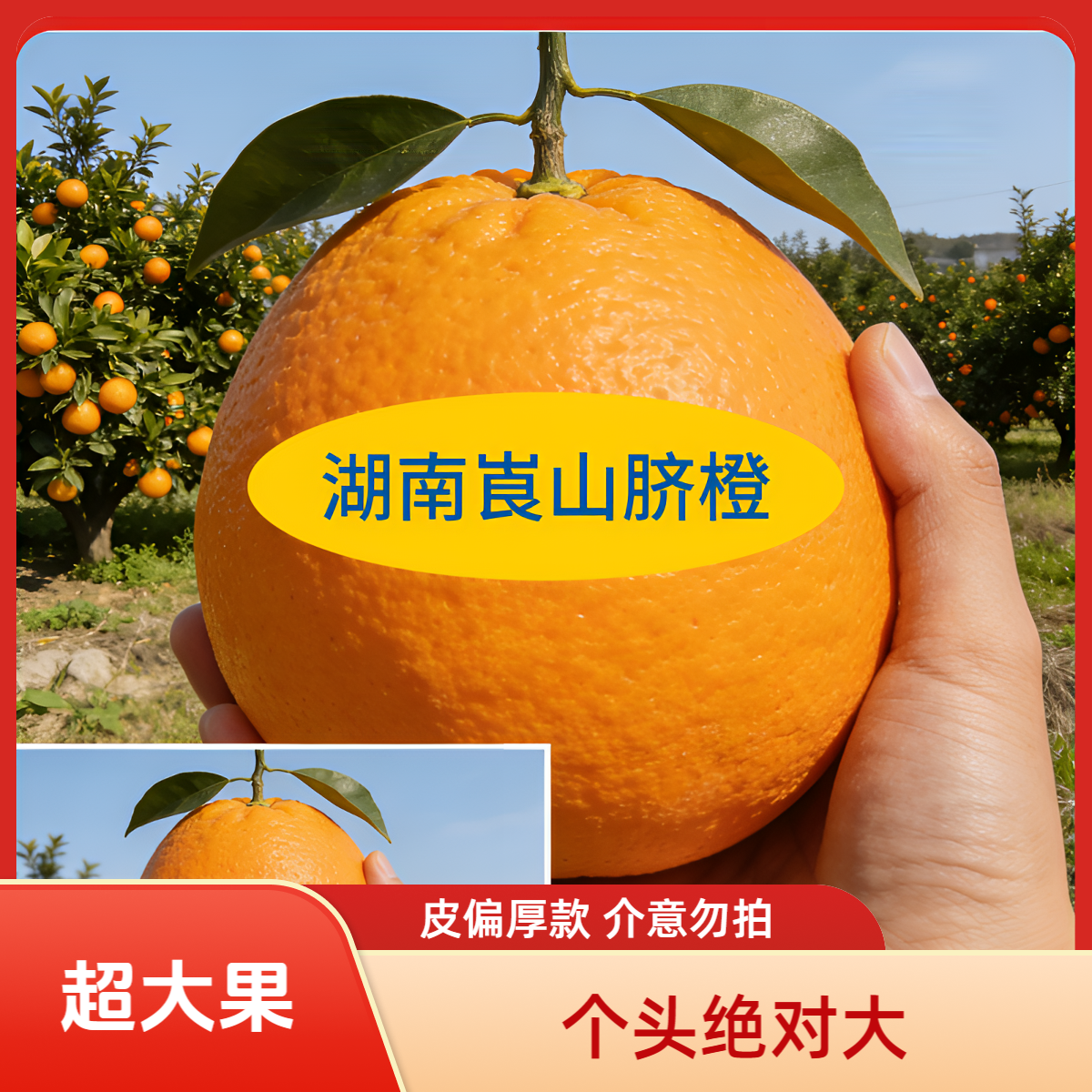 正宗湖南崀山脐橙超大果新鲜现摘果园直发应季多汁水果