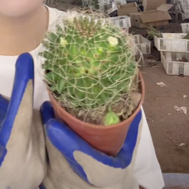 大乔园艺【 1颗 琴丝   实生根 】带盆土随机发货