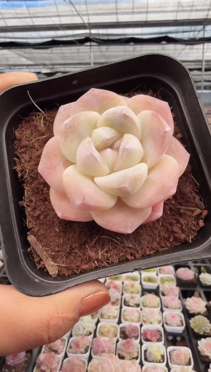 东云多肉园新款-296