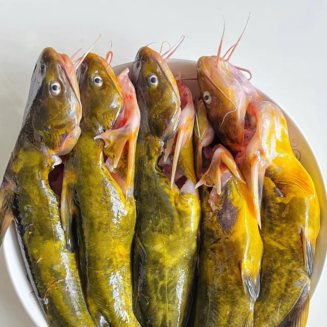 【鲜活现捞】鲜活嘎鱼3斤同城骑手配送