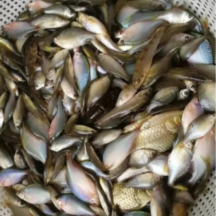 【饲料鱼】野生鱼（喂猫、喂鱼、喂鸟、施肥等，不可食用）