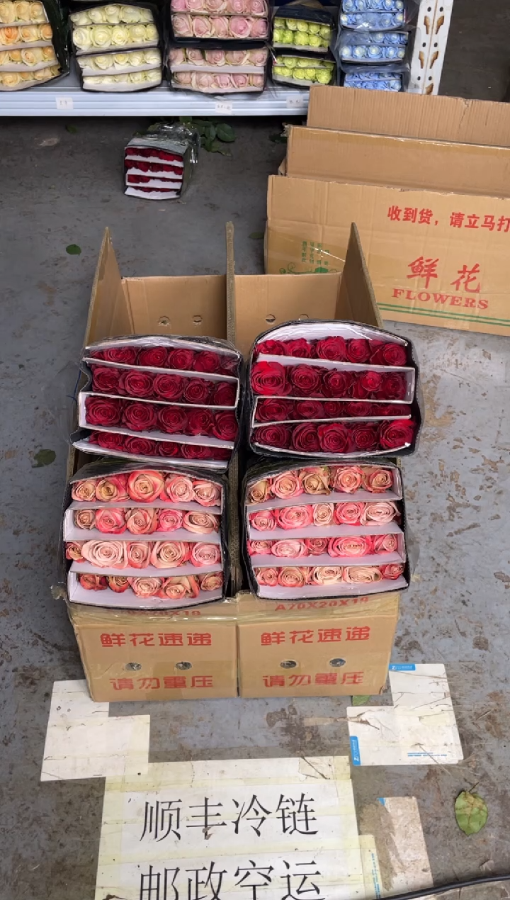 卡布20枝+高原红20枝