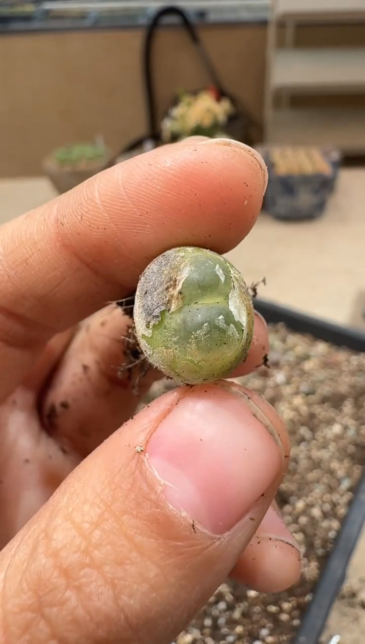 多肉植物肉锥3-120