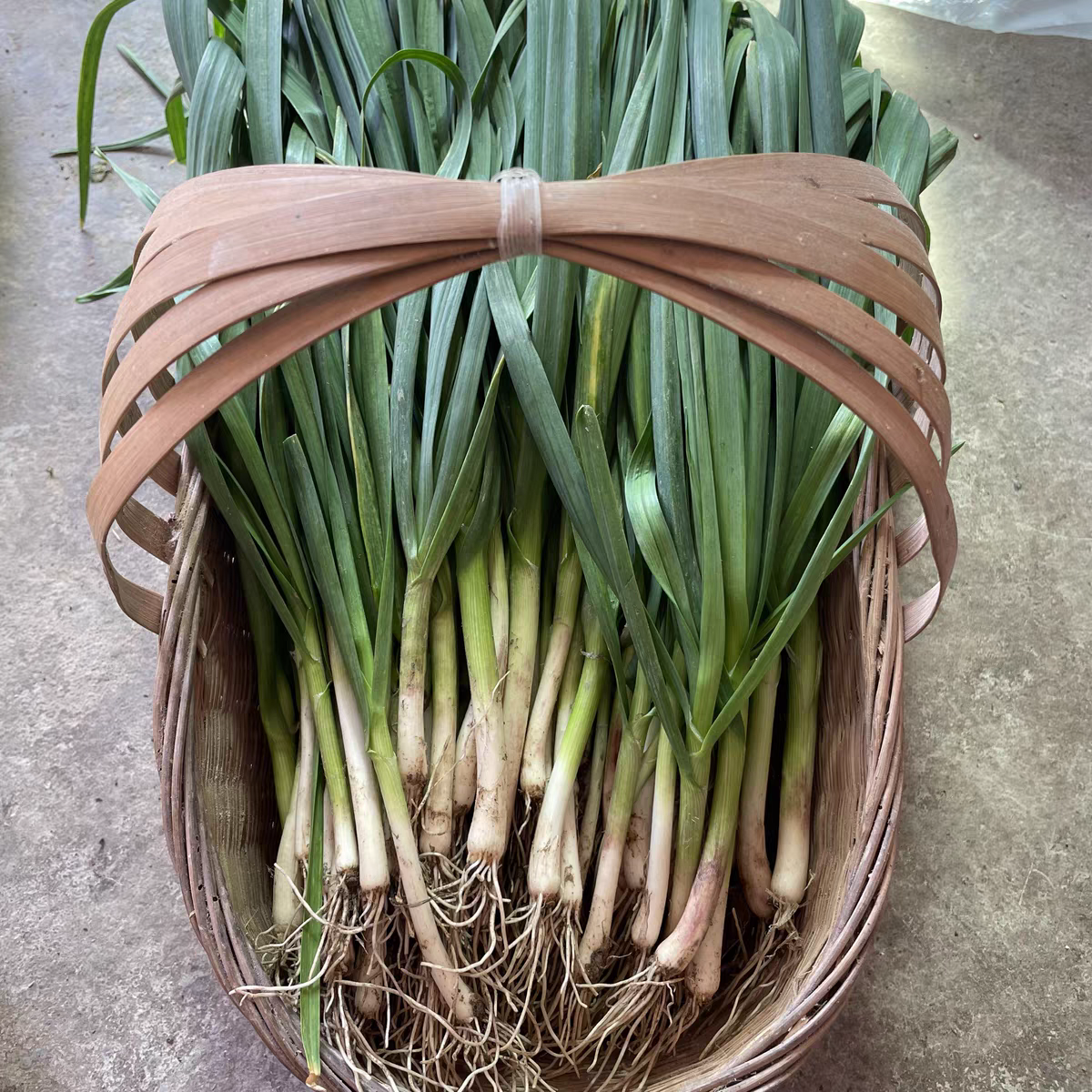 蒜苗红皮大蒜新鲜蔬菜农家自种红根香蒜现发现挖本蒜