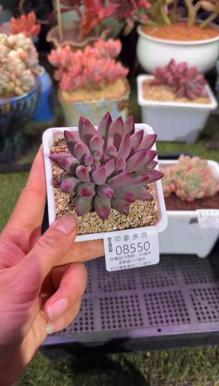 【闪购商品】08550