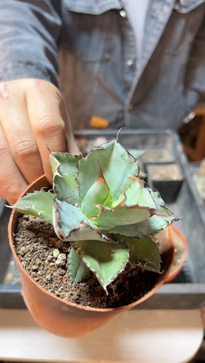 【闪购商品】蓝鲸9公分