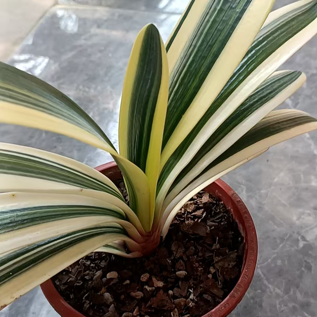 仙草君子兰精品兰墨彩毛油