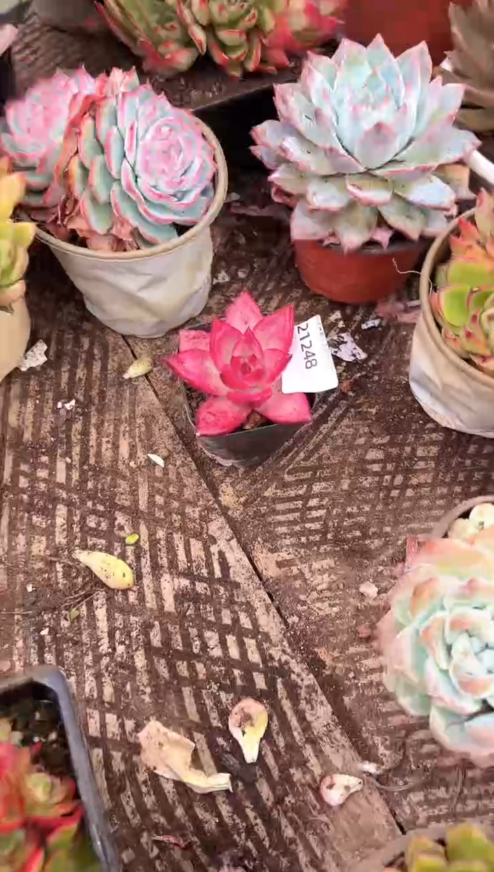 早****z多肉植物一物一拍21248