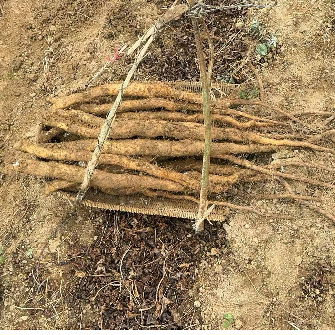 利川山药，粉糯香面，深山瑰宝