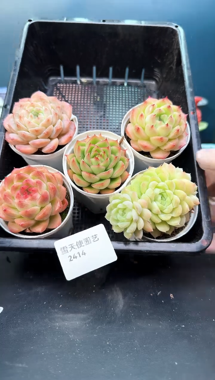 2414   多肉5   颗