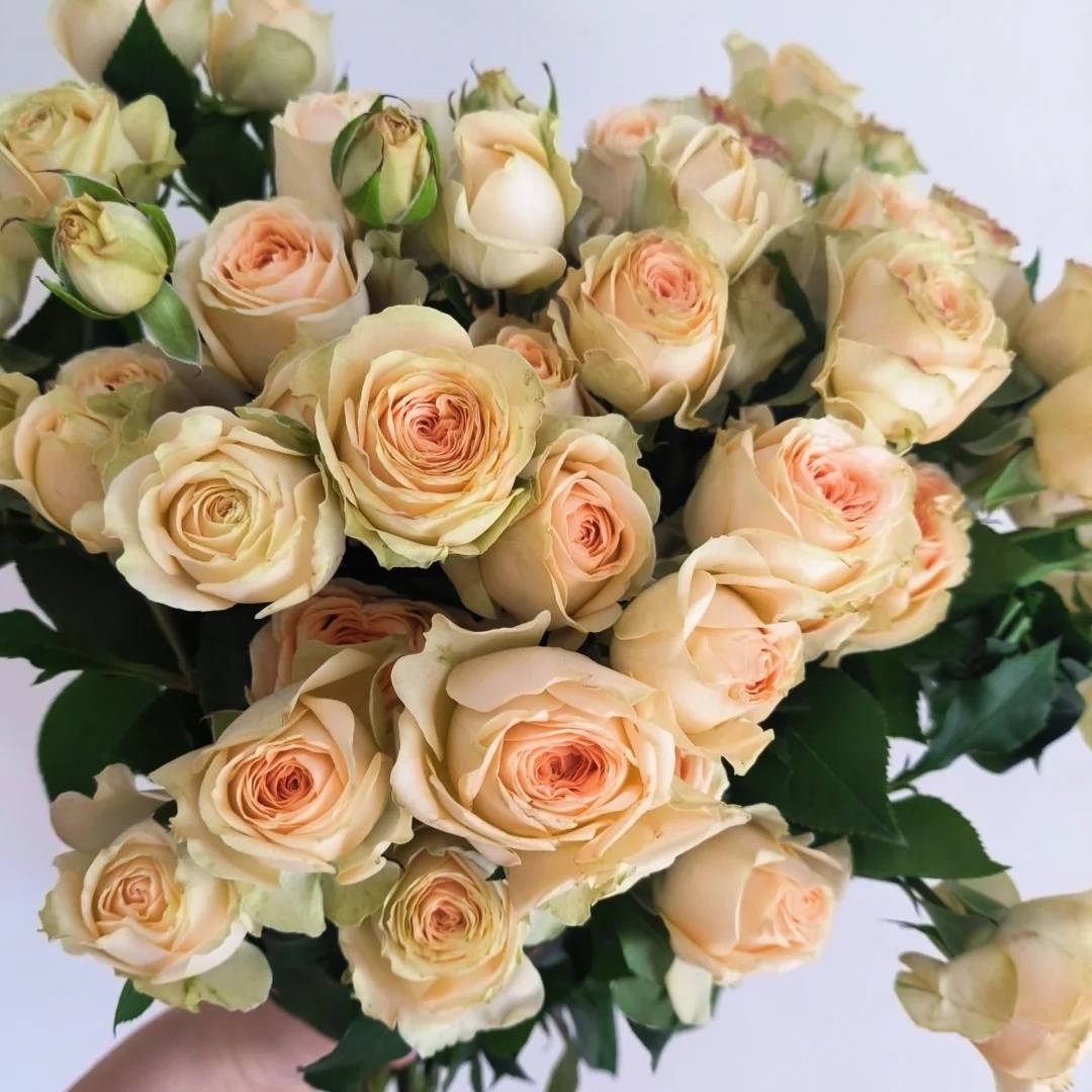 秘境，多头玫瑰，1单冷链包邮，2单升级京东或者顺丰，远的发德邦