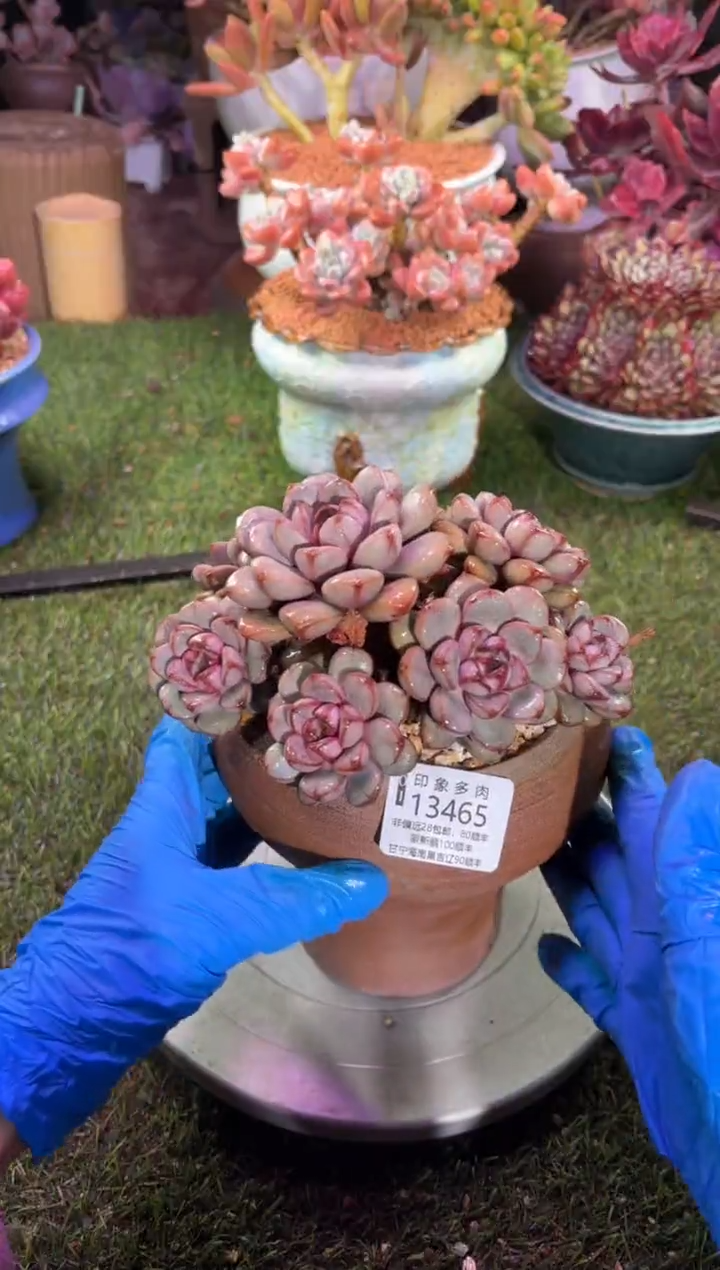 【闪购商品】13465