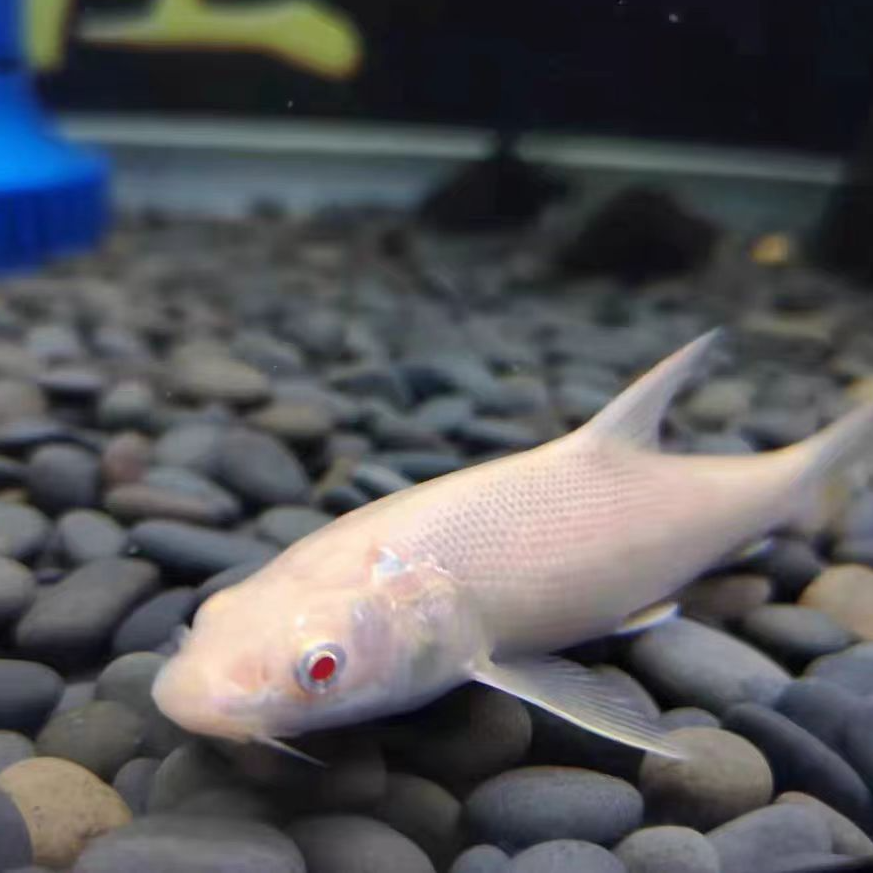 红眼赤目白子招财龙赤目银雪鱼大型高档冷水观赏鱼