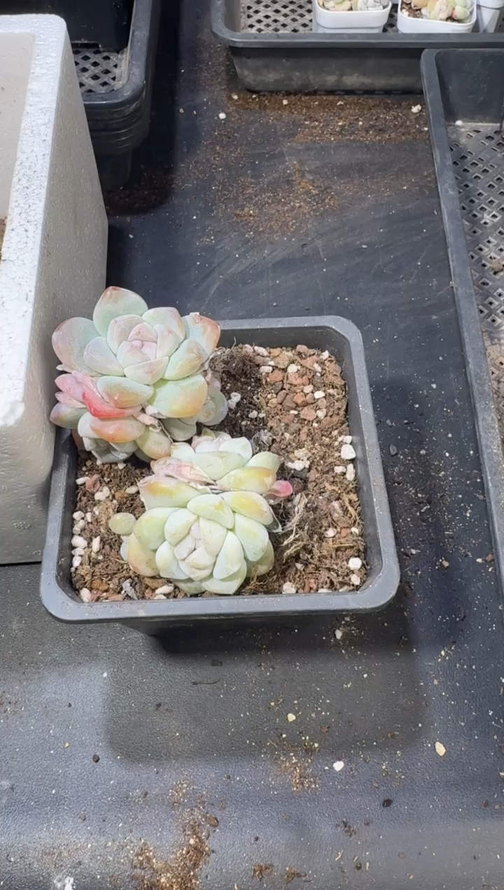 【闪购商品】27号到手1棵--江北多肉