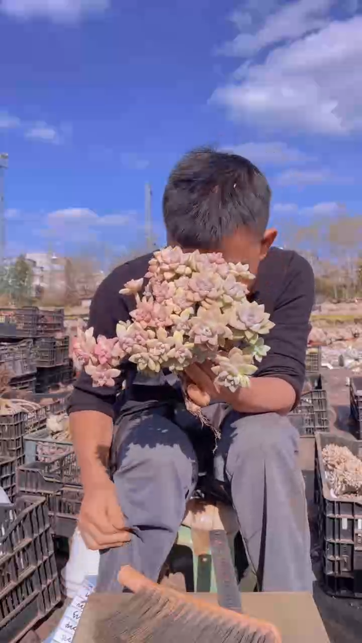 妖*玲220淡雪缀化一物一拍