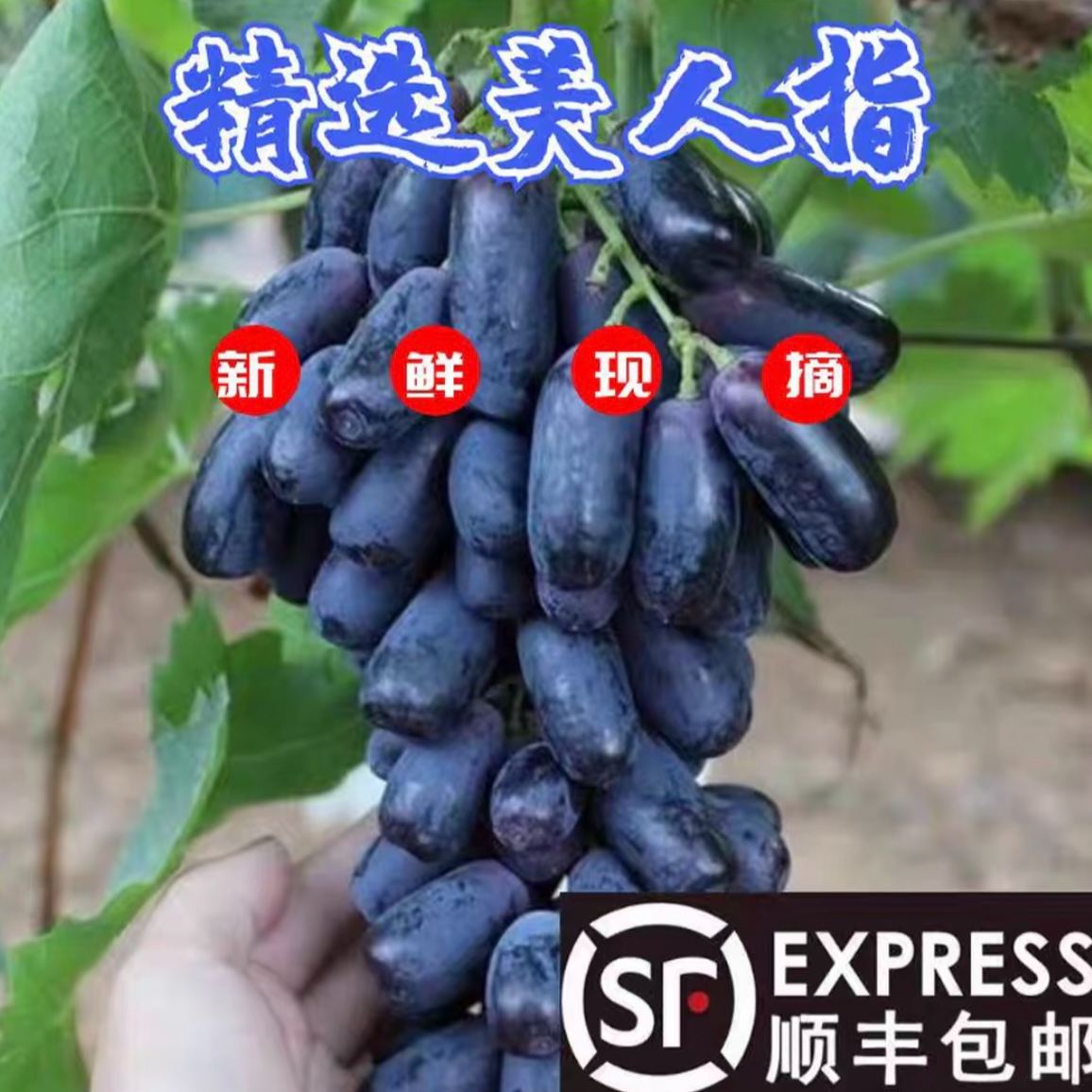 （顺丰明天到）美人指葡萄新鲜采摘顺丰包邮无籽葡萄同城送辽宁省