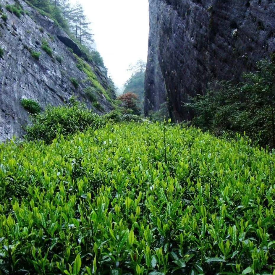 新人福利组合6泡茶样（水仙，肉桂，大红袍，品种.）