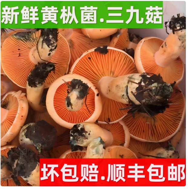 现货野生松树菌新鲜湘西深山枞树菌野生黄枞菌顺丰包邮滑嫩鲜美